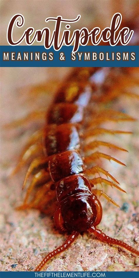 dream of centipede|centipede spirit animal.